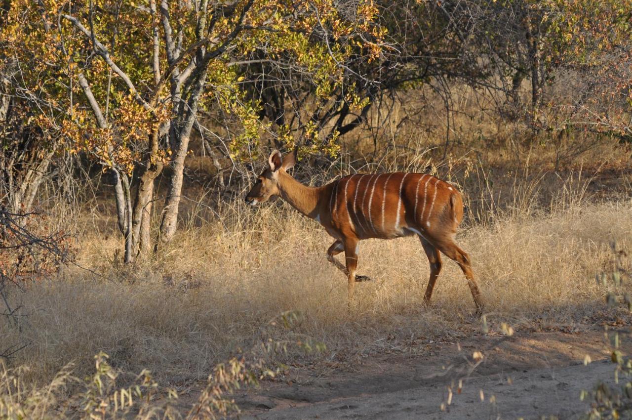 Kelora Bush Camp Hotell Hoedspruit Eksteriør bilde
