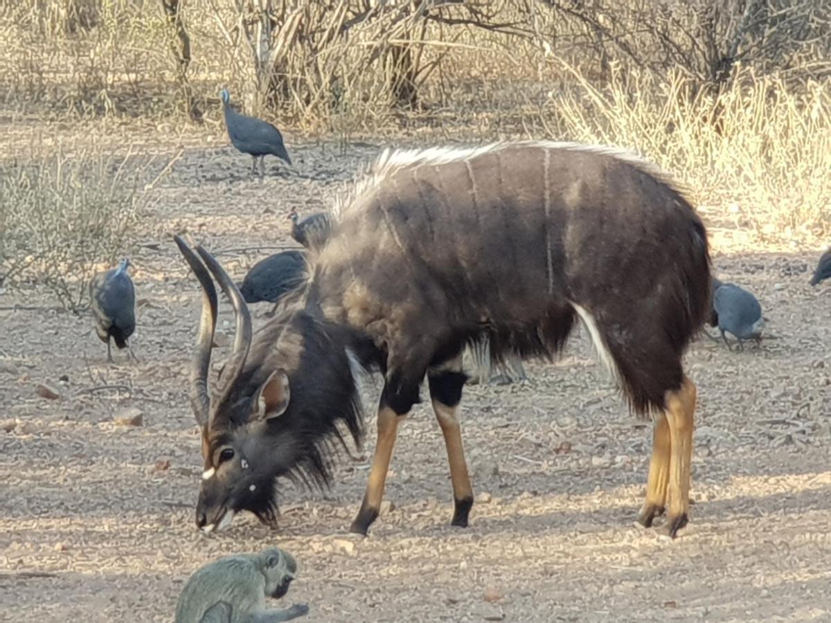 Kelora Bush Camp Hotell Hoedspruit Eksteriør bilde