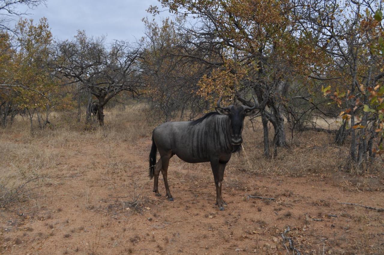 Kelora Bush Camp Hotell Hoedspruit Eksteriør bilde