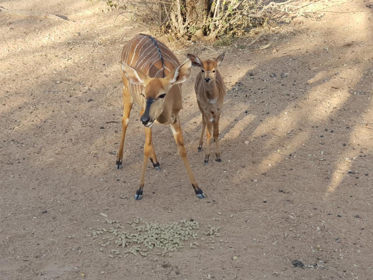 Kelora Bush Camp Hotell Hoedspruit Eksteriør bilde