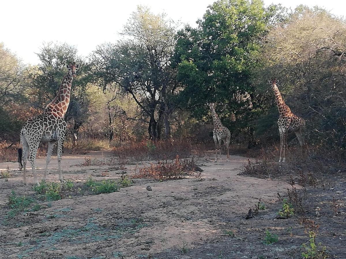 Kelora Bush Camp Hotell Hoedspruit Eksteriør bilde