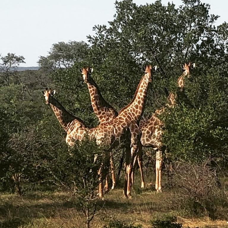 Kelora Bush Camp Hotell Hoedspruit Eksteriør bilde