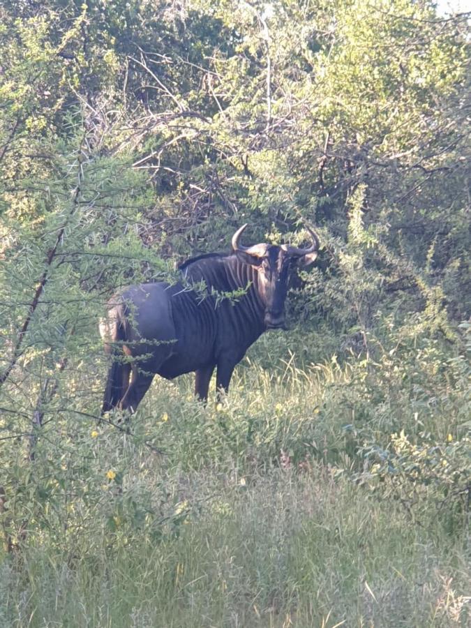Kelora Bush Camp Hotell Hoedspruit Eksteriør bilde