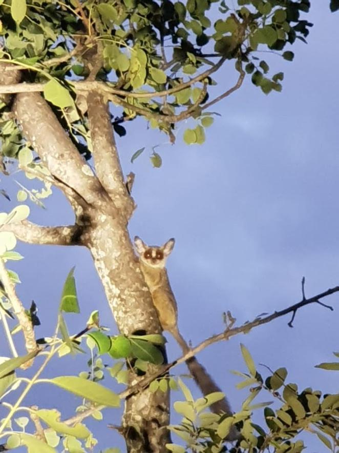 Kelora Bush Camp Hotell Hoedspruit Eksteriør bilde